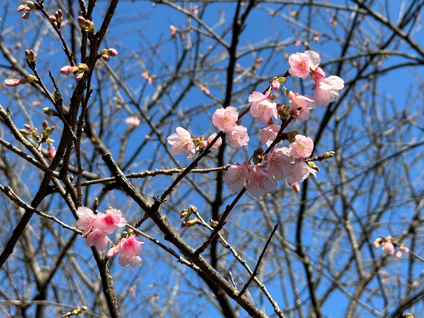 盛開的櫻花朵朵爭妍鬥豔